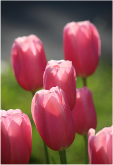Pink tulips in the sunshine