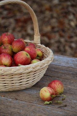 A basket of apples on a picnic table